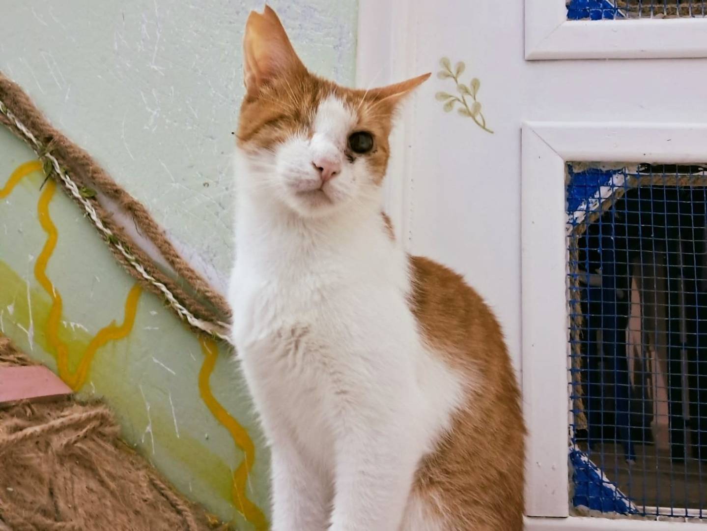 Foto dell'animale