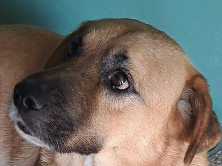 Adotta un cane, maschio, 8 anni  e 10 mesi , Benevento