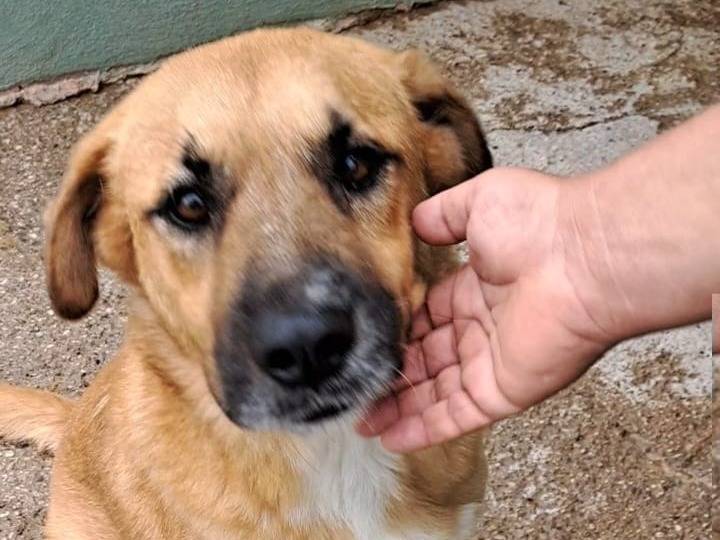 Adotta un cane, taglia media, maschio, Benevento