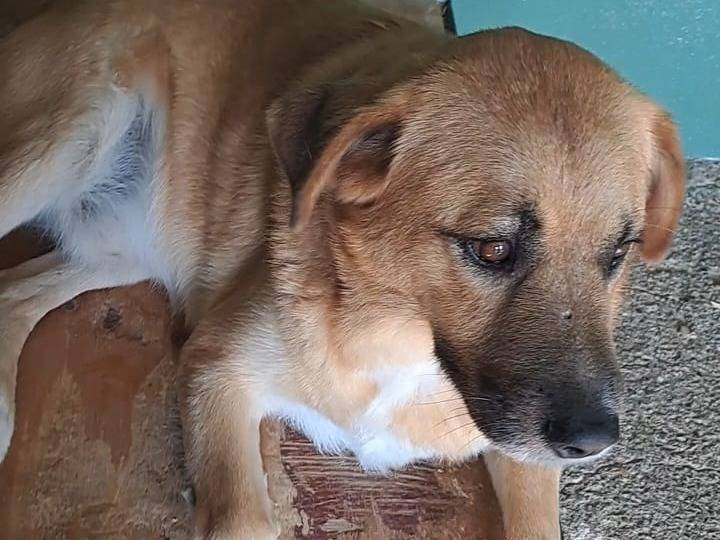 Vuoi adottare un cane a Benevento?
