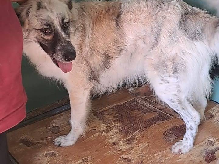 Foto dell'animale