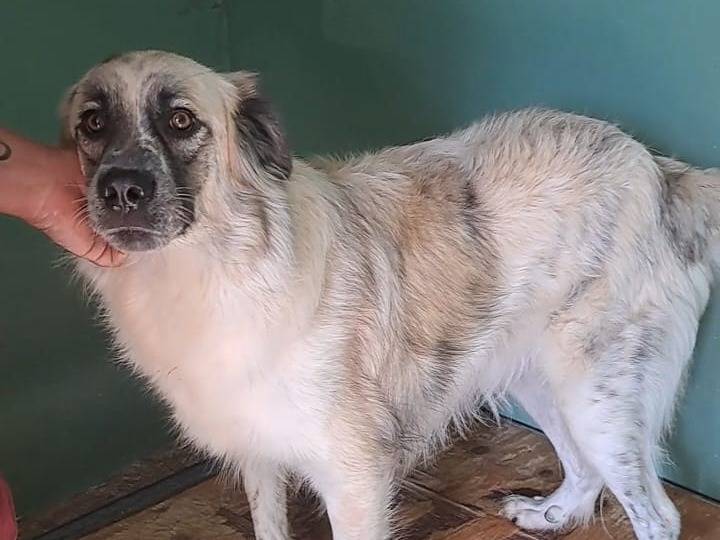 Adotta un cane, maschio, 2 anni  e 8 mesi , Benevento