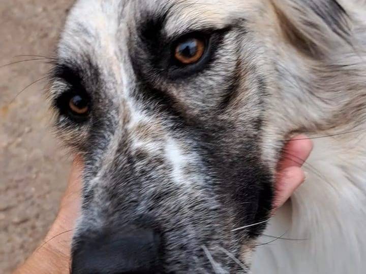 Vuoi adottare un cane a Benevento?