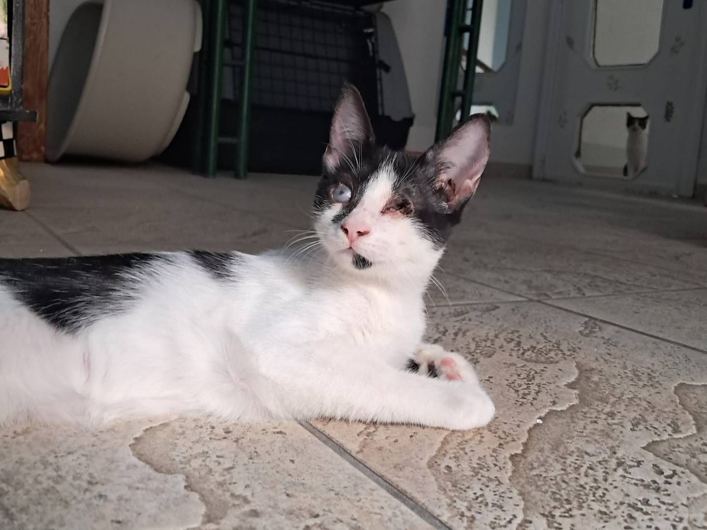 Foto dell'animale