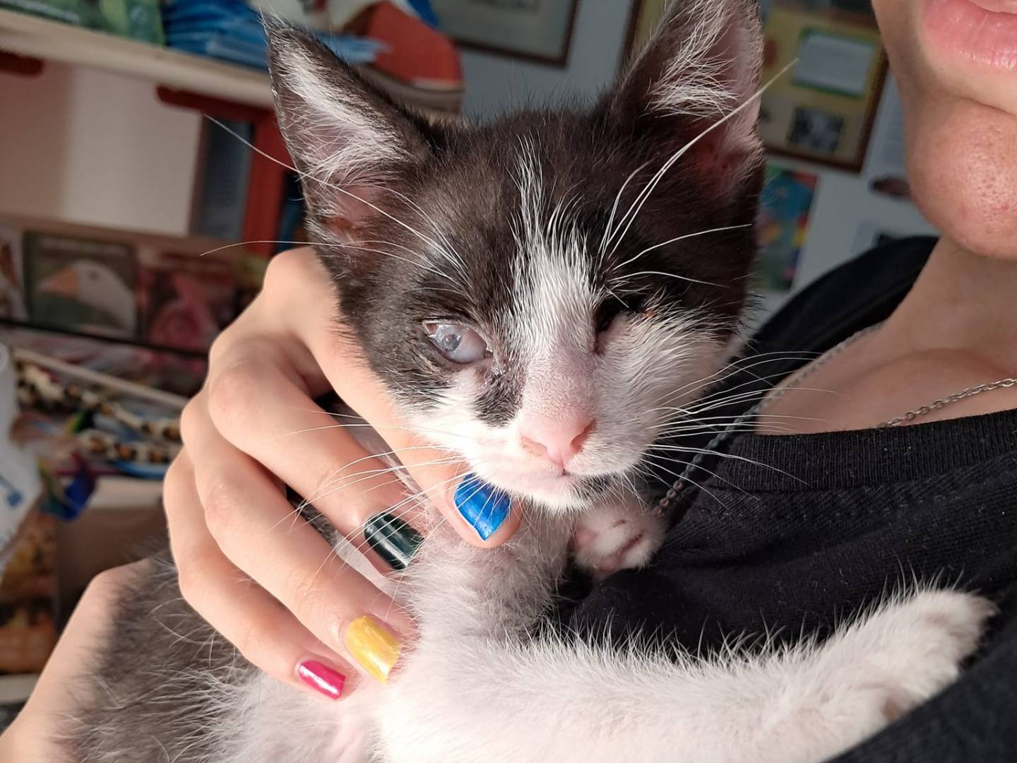 Adotta un gatto, femmina, 11 mesi, Bari
