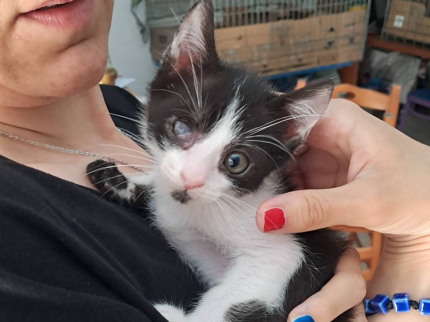 Adotta un gatto, maschio, 11 mesi, Bari