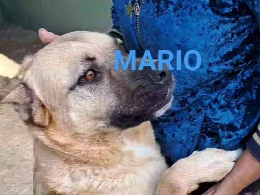 Foto dell'animale