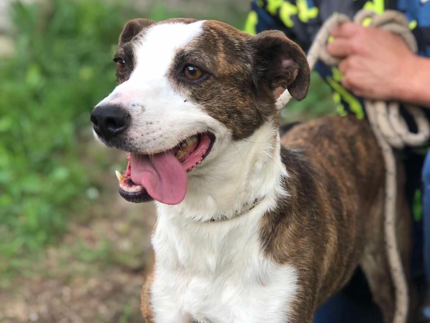 Adotta un cane, femmina, 5 anni  e 3 mesi , Latina