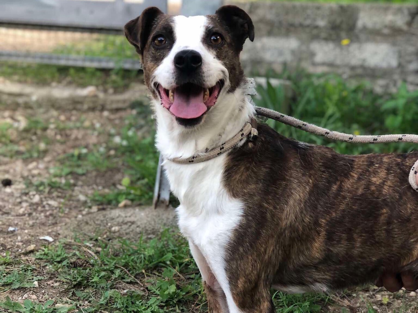 Adotta un cane, taglia media contenuta, femmina, Latina