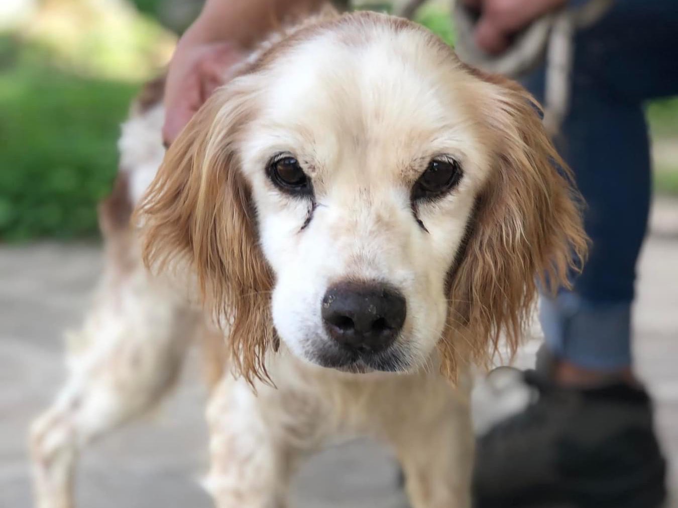 Adotta un cane, maschio, 14 anni  e 2 mesi , Latina