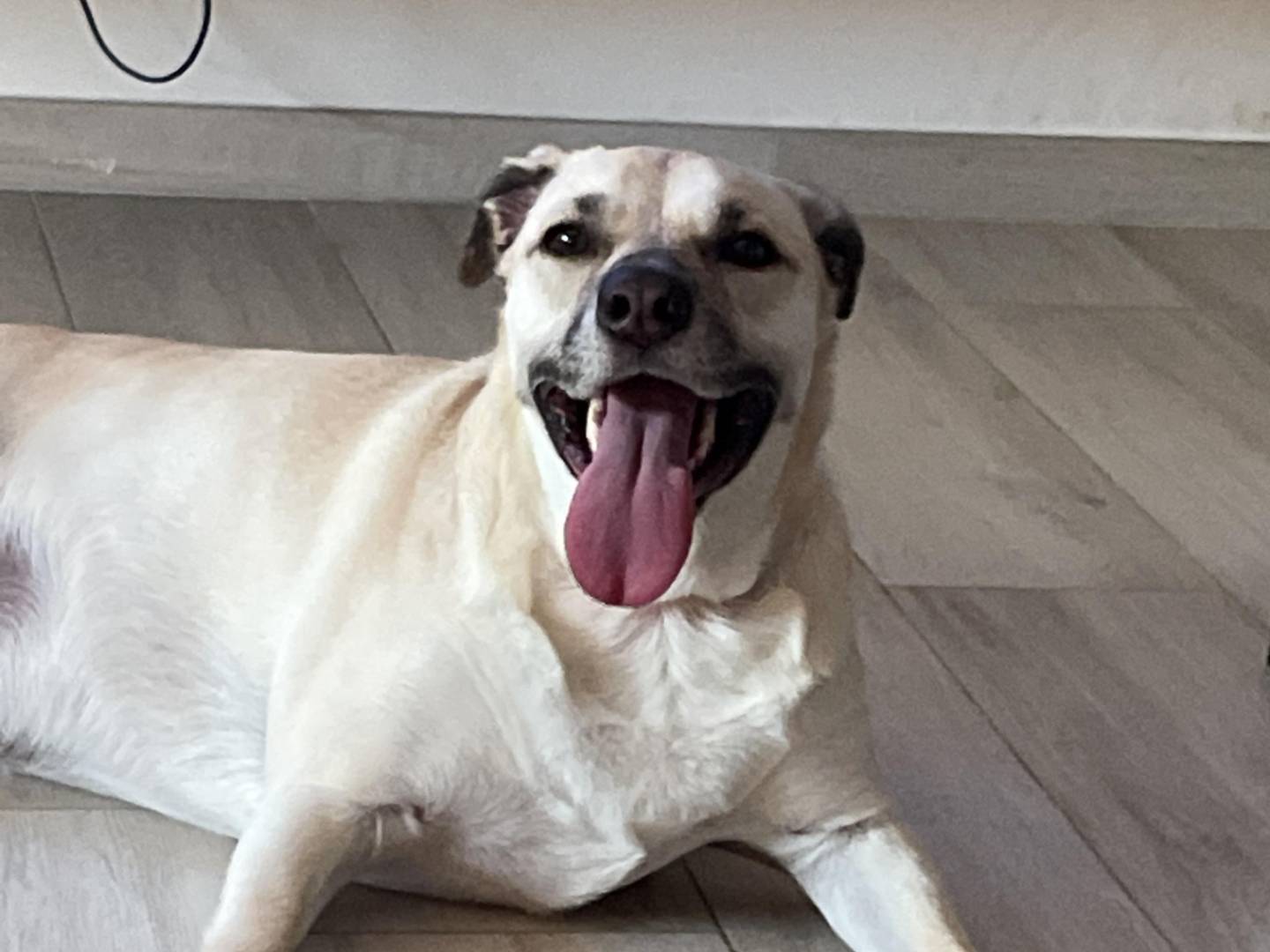 Adotta il cane AXEL  a Como