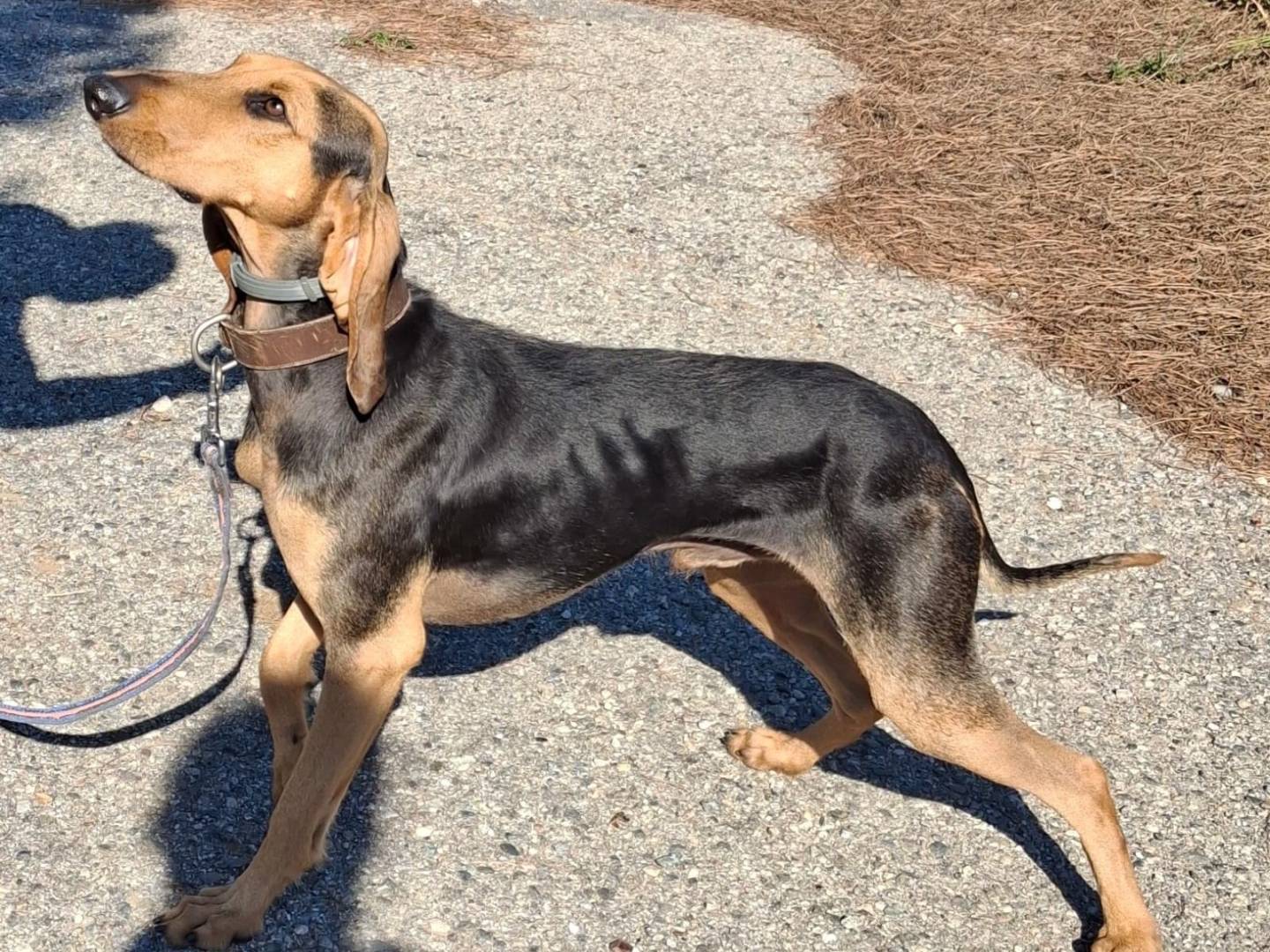 Vuoi adottare un cane a Crotone?