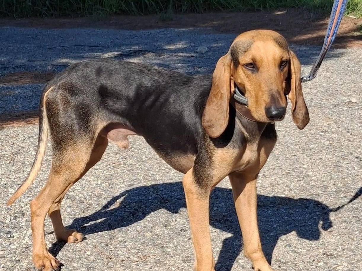 Adotta il cane BOBO a Crotone
