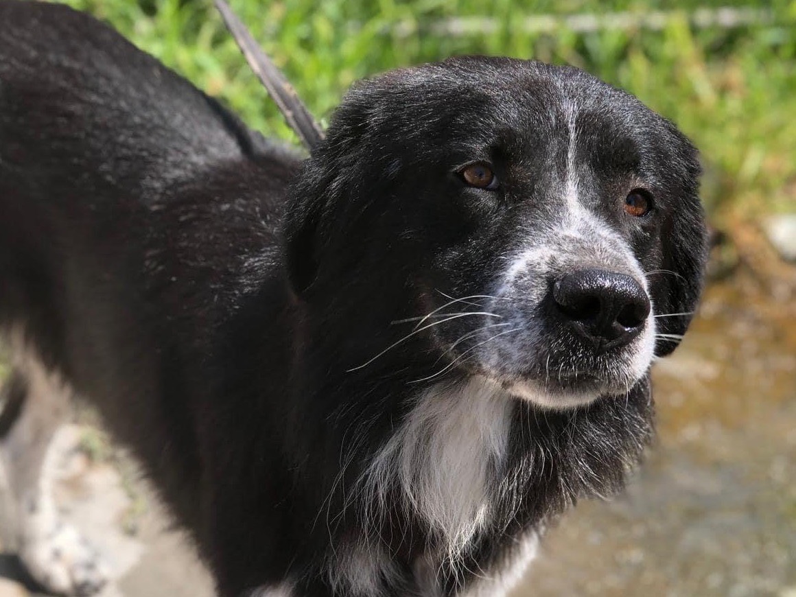 Adozione cane, maschio, Razza sconosciuta Razza sconosciuta, 4 anni e 3 mesi, taglia grande, Siracusa