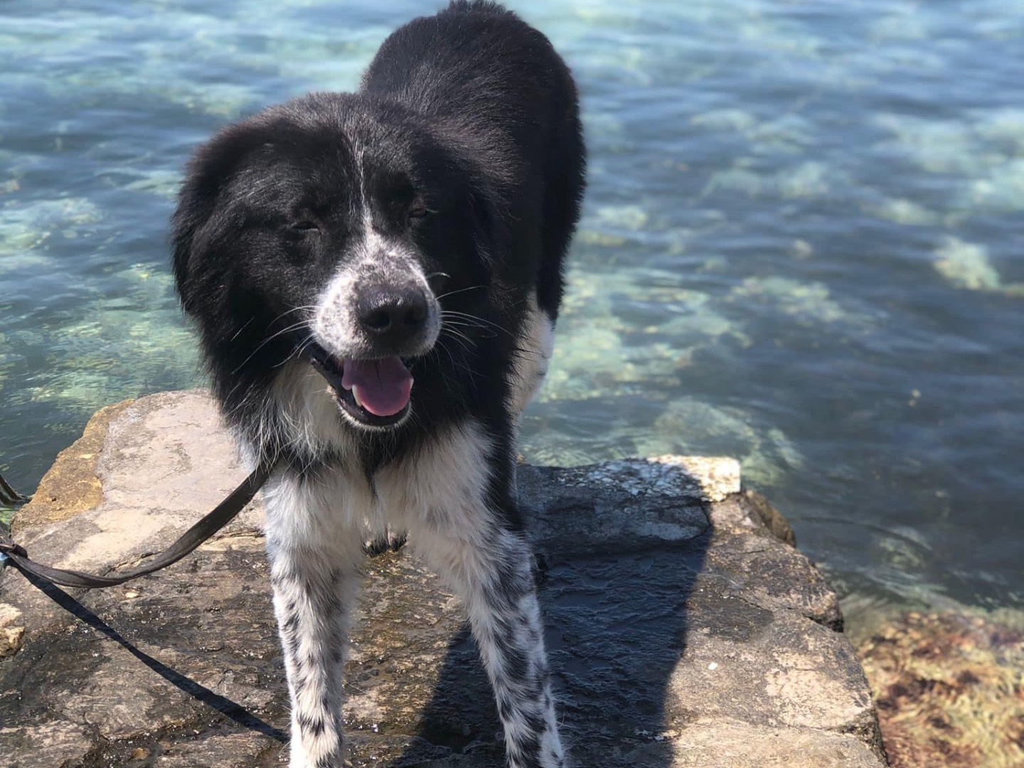 Adotta un cane, maschio, 4 anni e 3 mesi, Siracusa