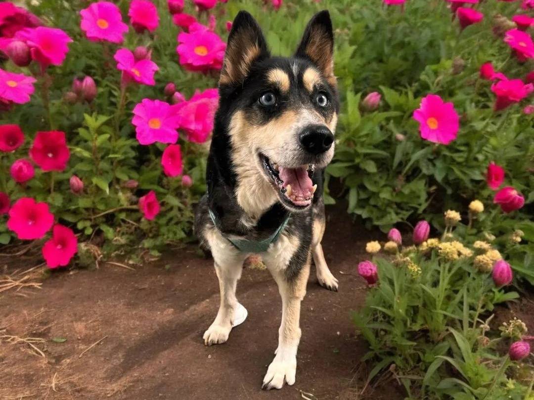 Adotta un cane, femmina, 9 anni  e 2 mesi , Napoli
