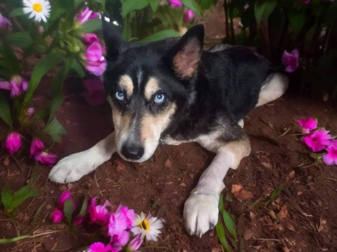 Adotta un cane, taglia media, femmina, Napoli