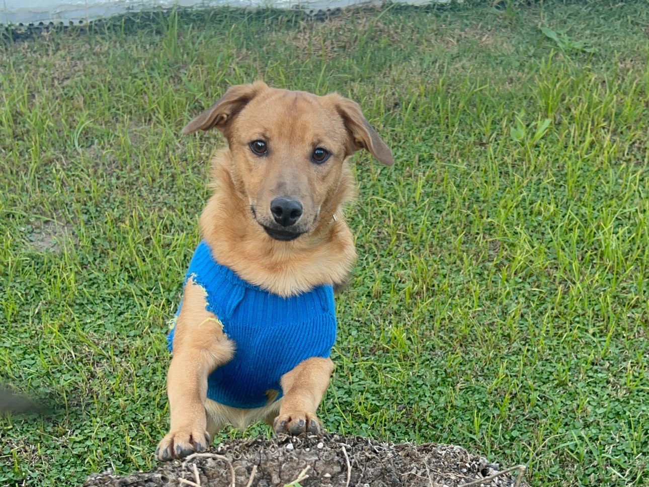 Adotta il cane MOJITHO a Caserta