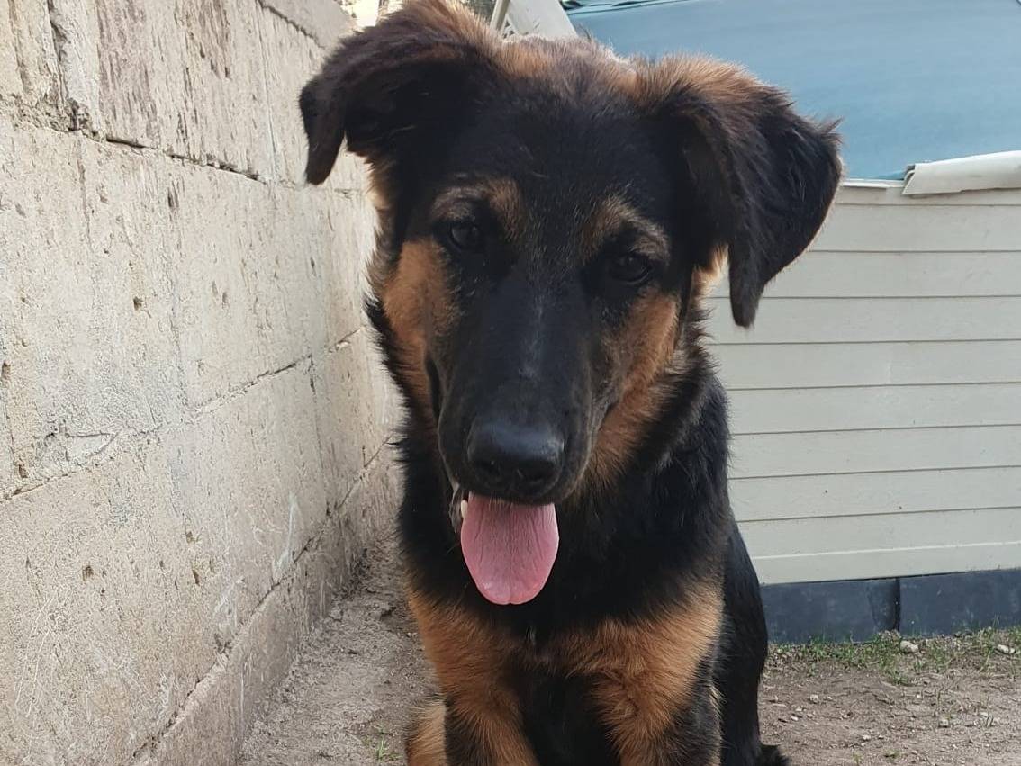 Adotta un cane, femmina, 1 anno e 7 mesi, Taranto