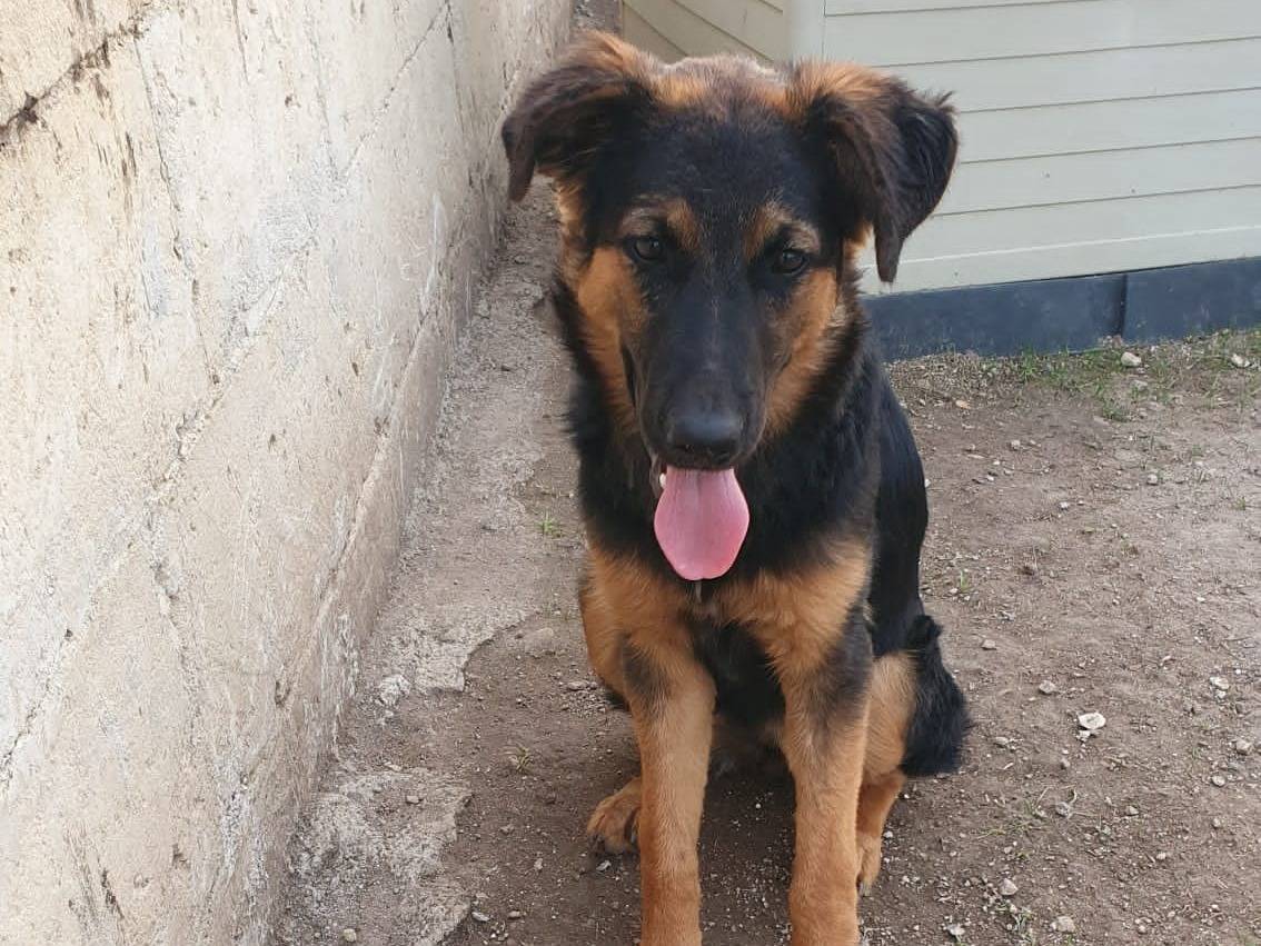 Adotta un cane, taglia grande, femmina, Taranto