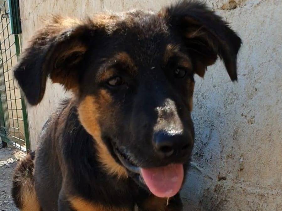 Adozione cane, femmina, Pastore tedesco Pastore tedesco, 1 anno e 7 mesi, taglia grande, Taranto