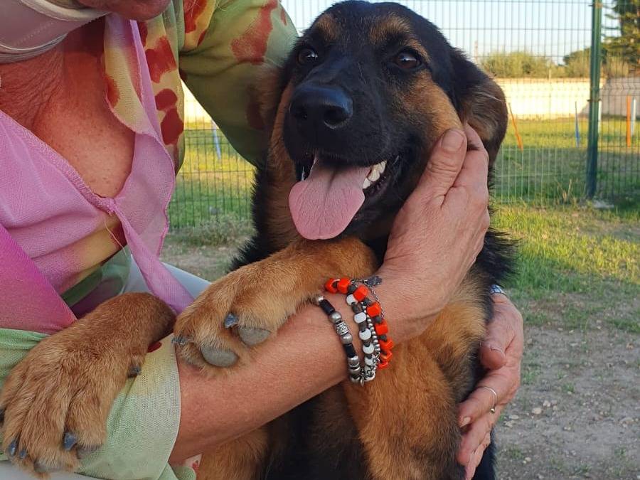 Adotta un cane, femmina, 1 anno e 7 mesi, Taranto