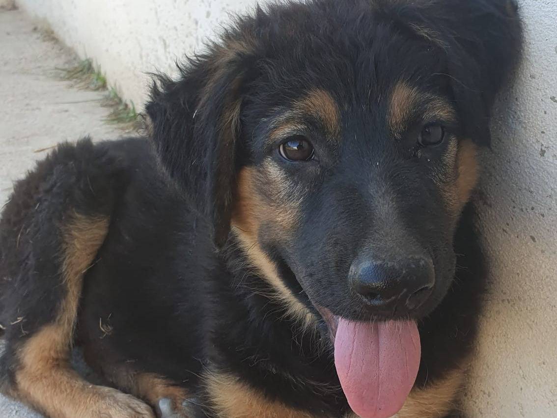 Adotta un cane, taglia grande, femmina, Taranto