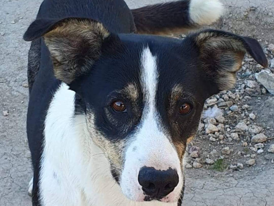 Foto dell'animale