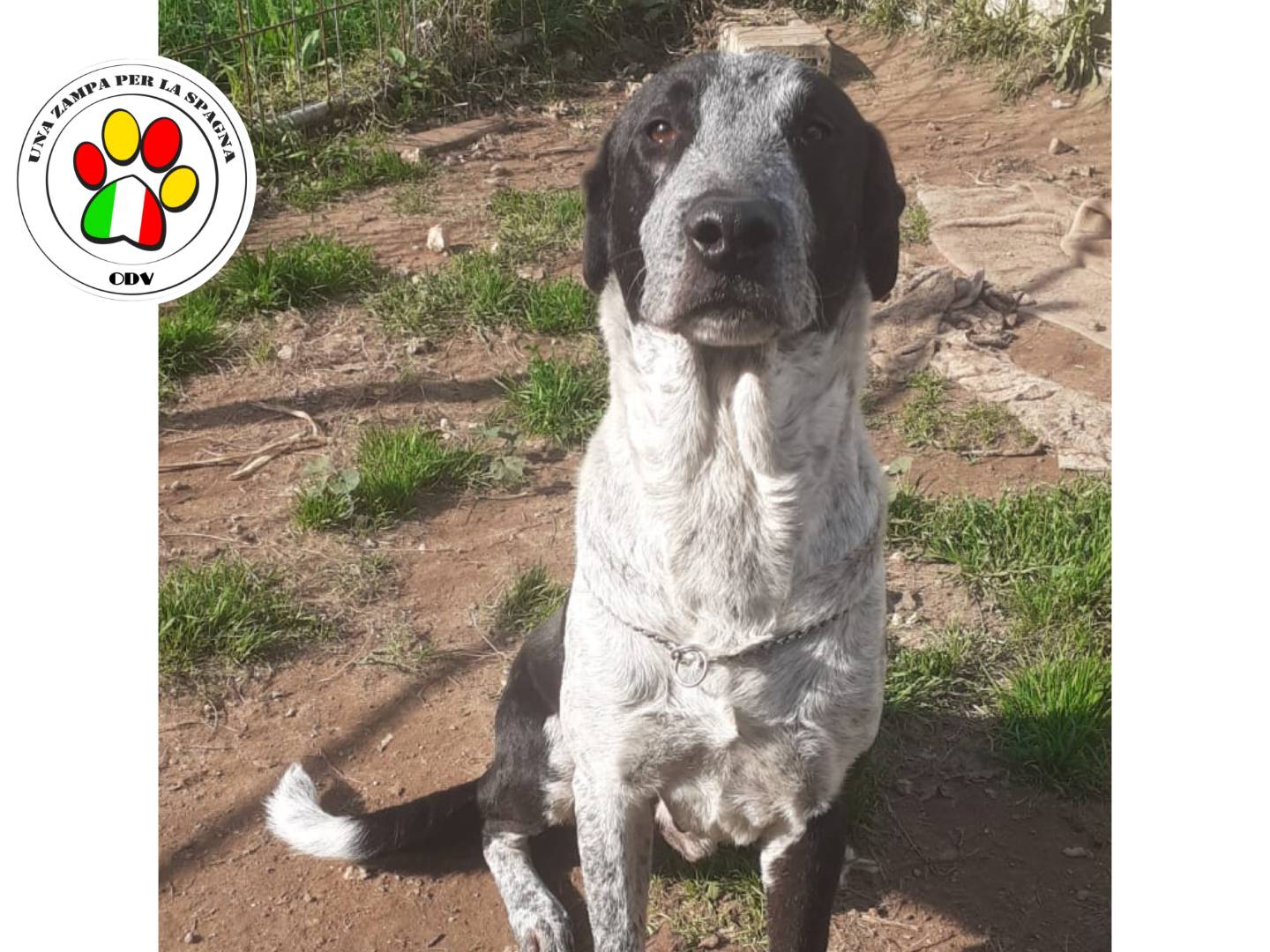 Adotta un cane, taglia media, maschio, Brindisi