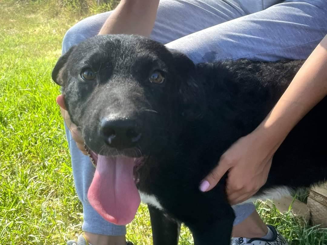 Adotta un cane, maschio, 1 anno e 7 mesi , Latina