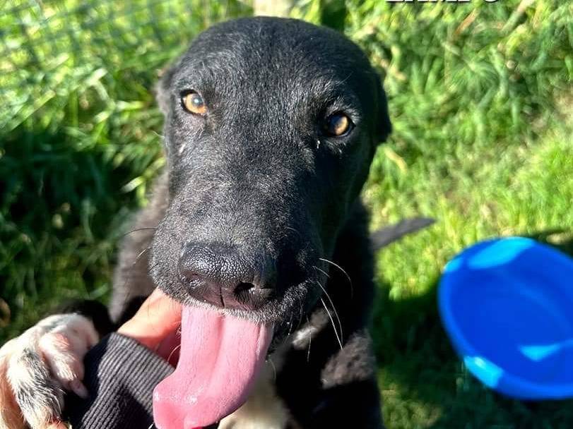 Vuoi adottare un cane a Latina?