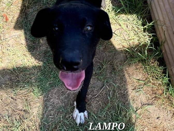 Adotta il cane LAMPO a Latina