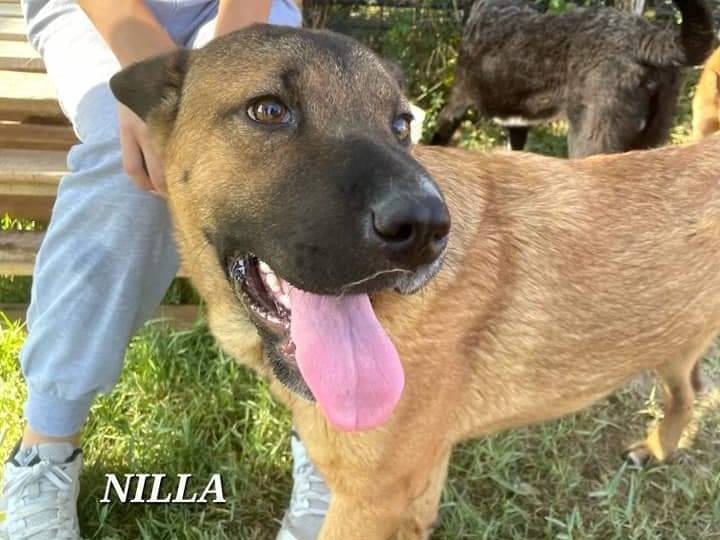 Foto dell'animale