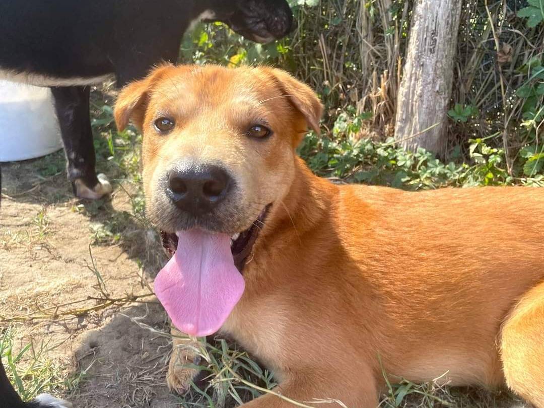 Adotta un cane, maschio, 1 anno e 6 mesi , Latina