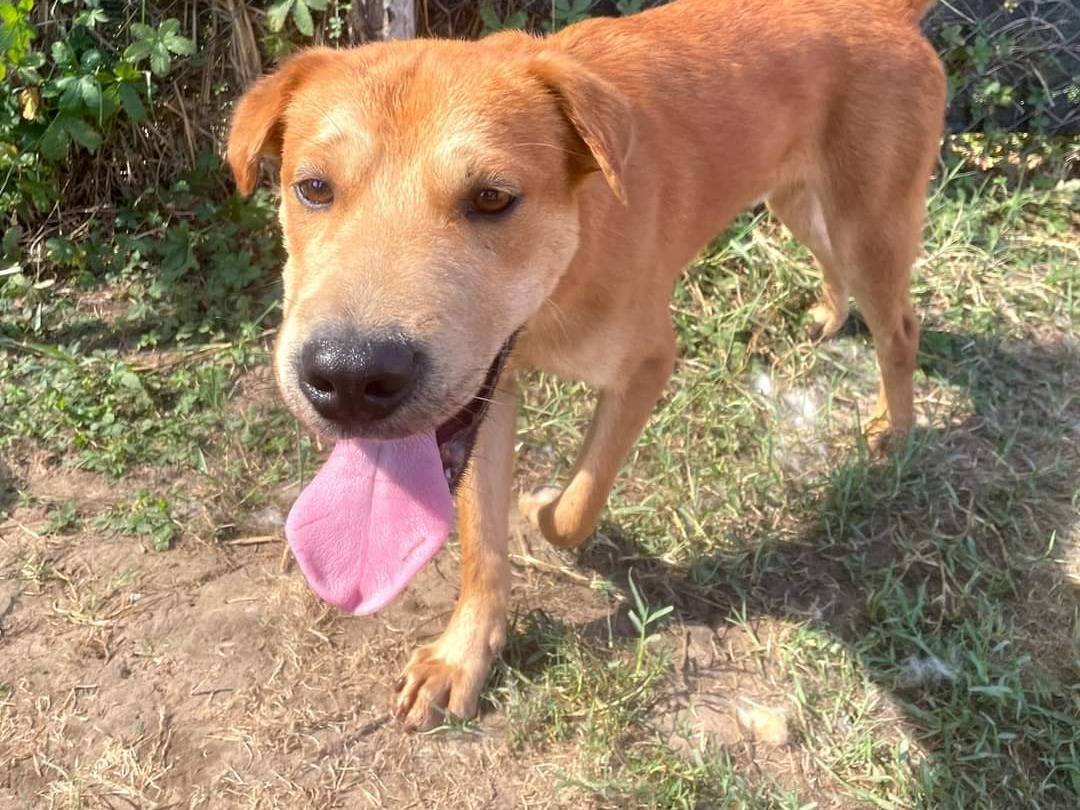 Vuoi adottare un cane a Latina?