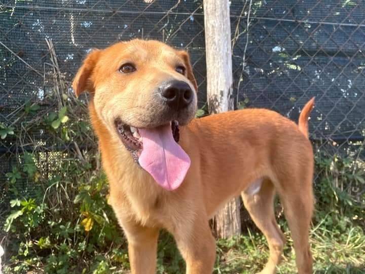 Adotta il cane LARS a Latina