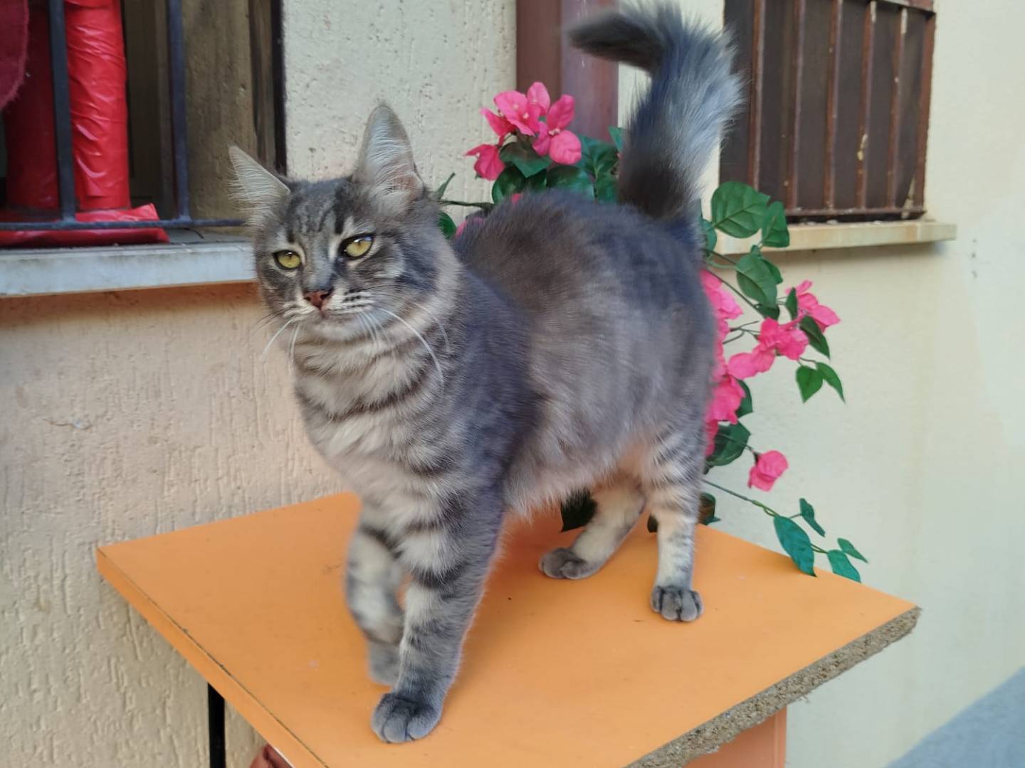 Foto dell'animale