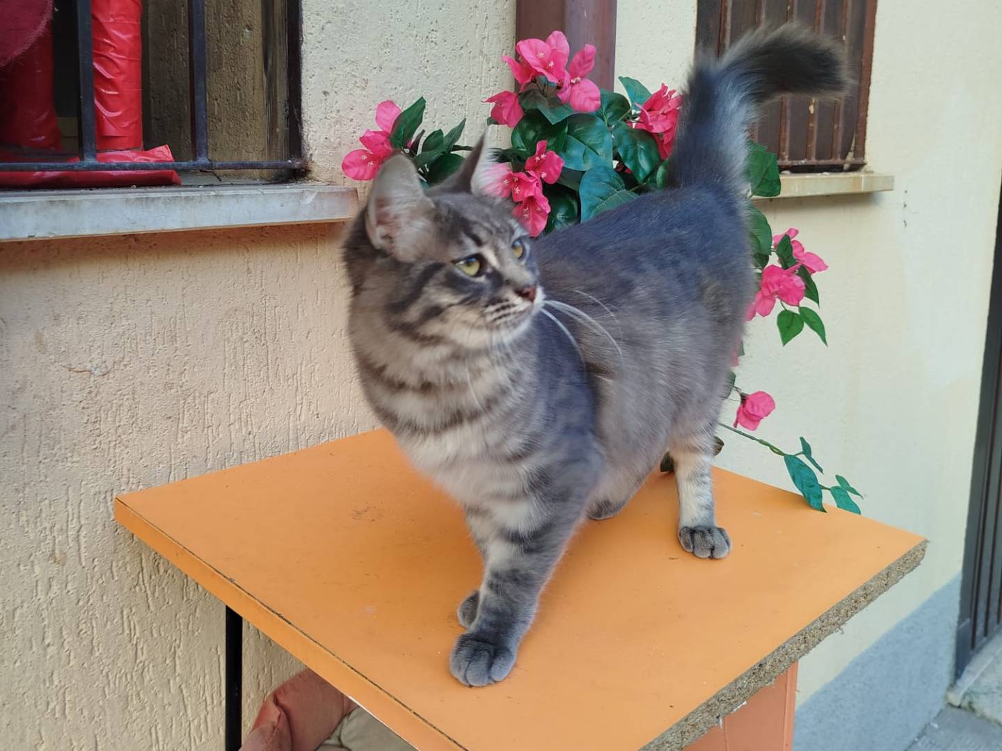 Adotta un gatto, femmina, 1 anno, Catanzaro