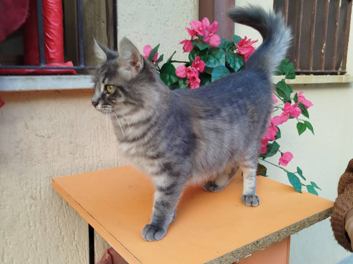 Adotta un gatto, taglia non valida, femmina, Catanzaro