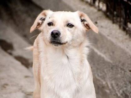 Foto 3 dell'animale
