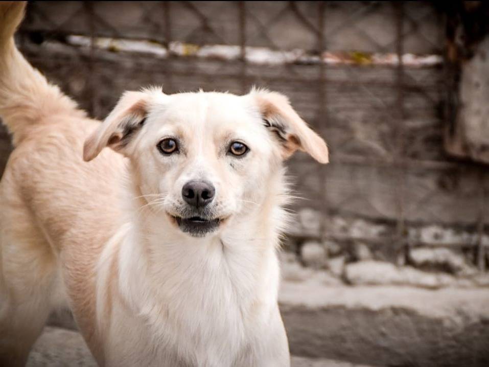 Vuoi adottare un cane a Crotone?