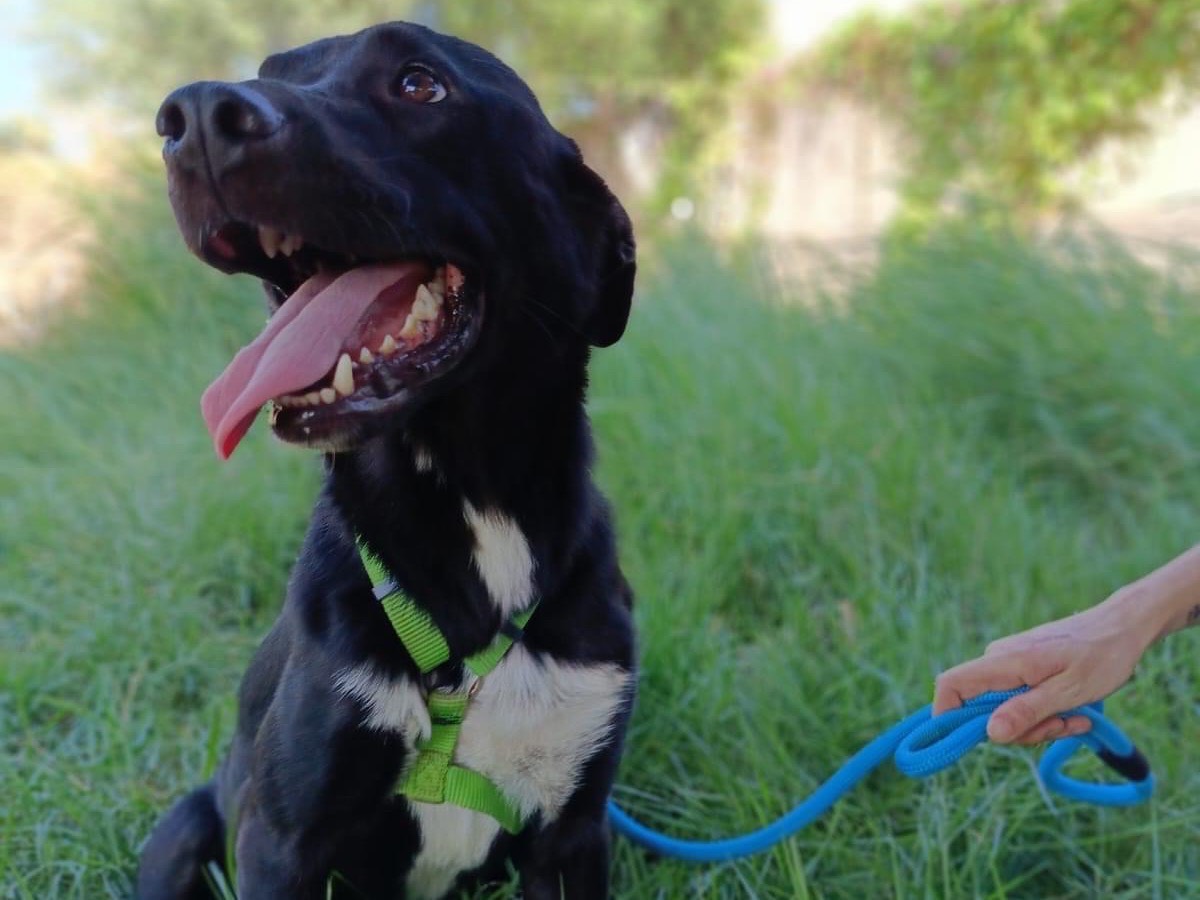 Adotta un cane, maschio, 1 anno e 10 mesi , Siracusa