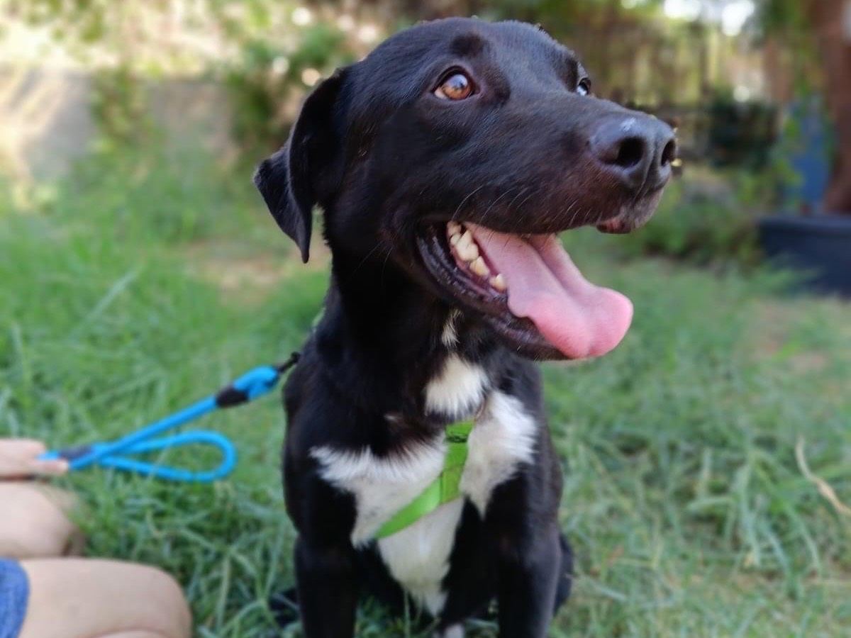 Adotta un cane, taglia grande, maschio, Siracusa