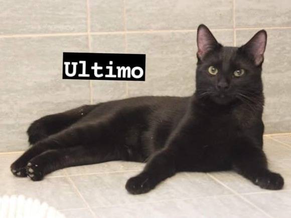 Adotta un gatto, maschio, 2 anni  e 3 mesi , Roma