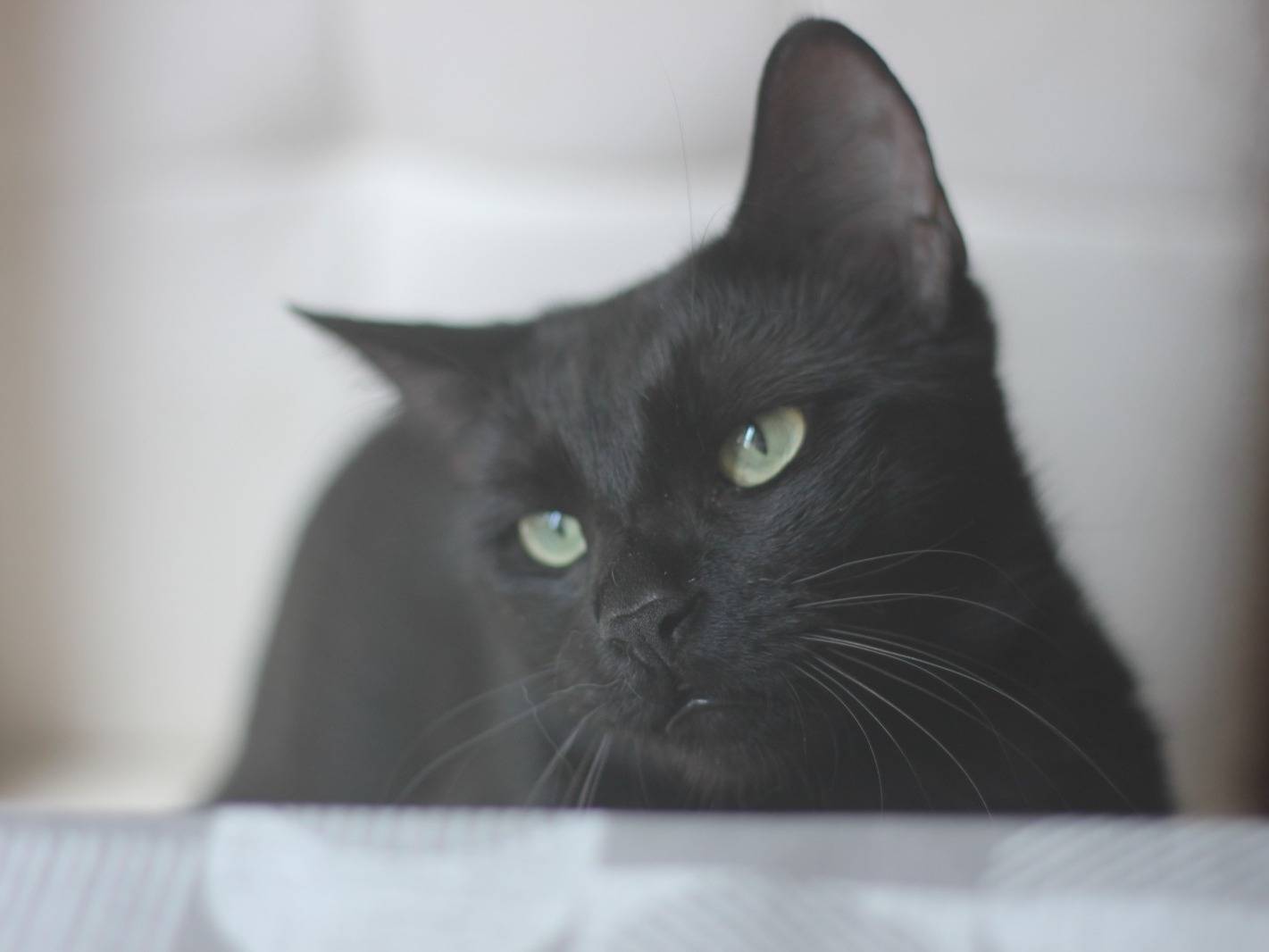 Adotta un gatto, taglia non valida, maschio, Roma