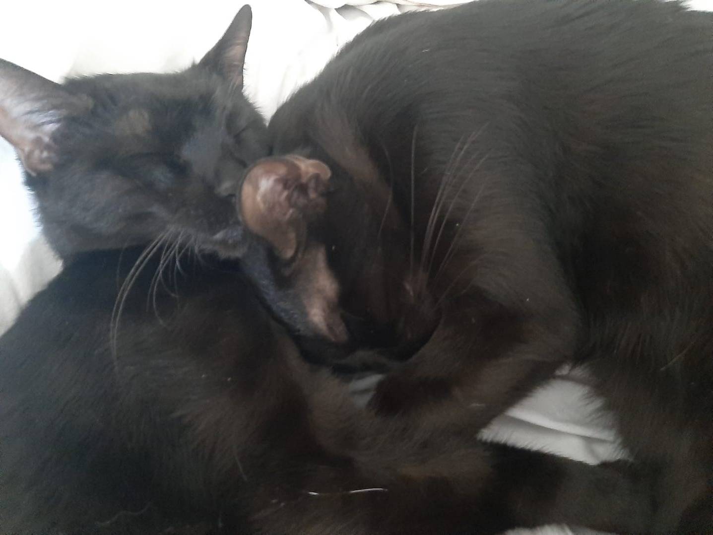 Adotta il gatto ULTIMO E CHICCO  a Roma