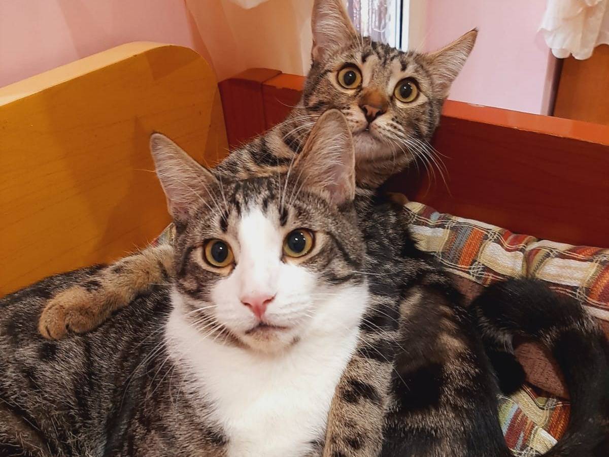 Foto dell'animale