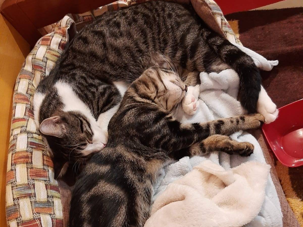 Vuoi adottare un gatto a Roma?