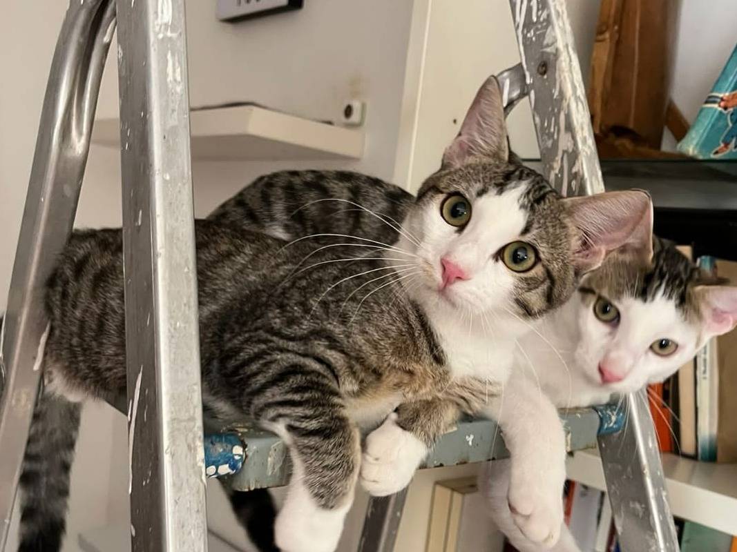Adozione gatto, femmina, Razza sconosciuta Razza sconosciuta, 2 anni e 2 mesi, taglia non valida, Milano