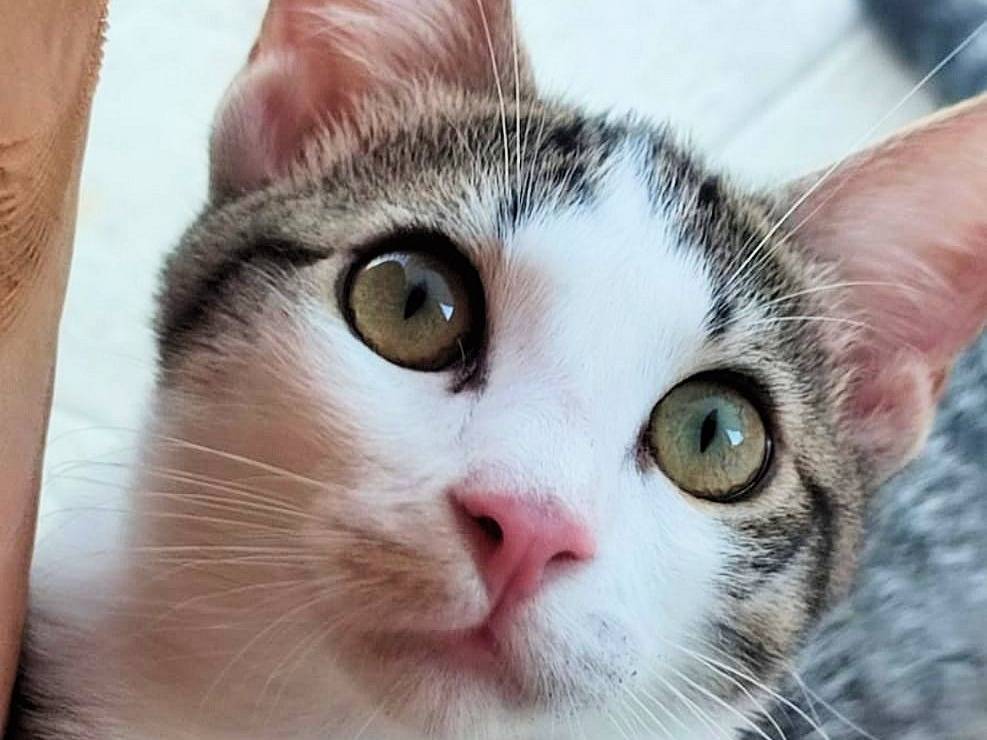 Adotta un gatto, femmina, 2 anni e 2 mesi, Milano